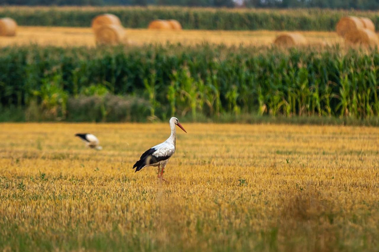 Agroturystyka Borowka Maly Dolsk Екстериор снимка